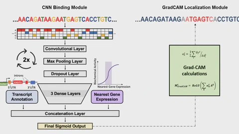 Predicting localized affinity of RNA binding proteins to transcripts with convolutional neural networks