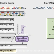 Predicting localized affinity of RNA binding proteins to transcripts with convolutional neural networks